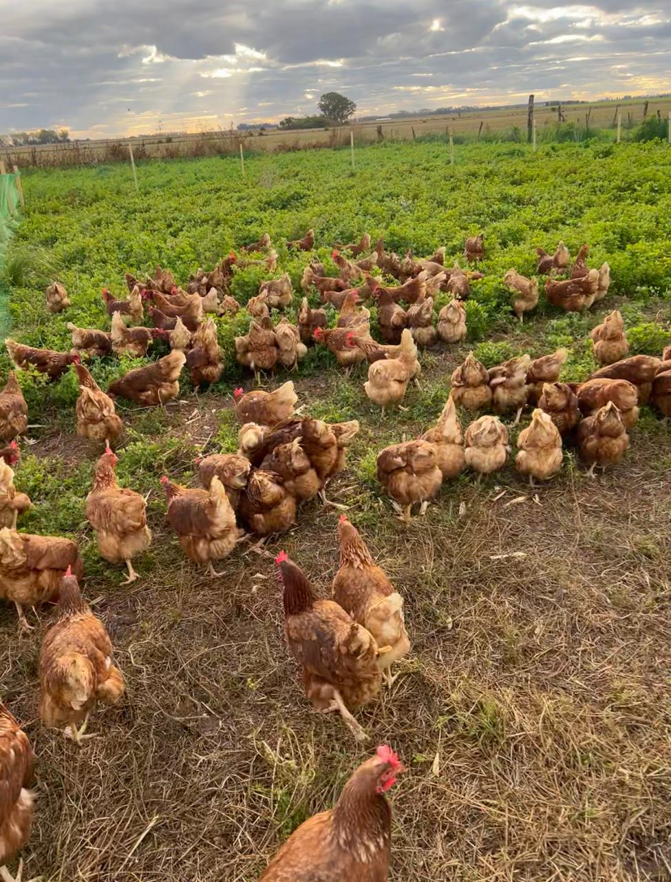 Huevos de Campo Maple