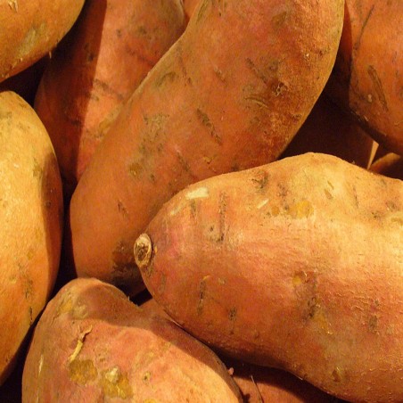 BOLSA de Batata Beauregard/Boniato agroecologica 12K (bruto)