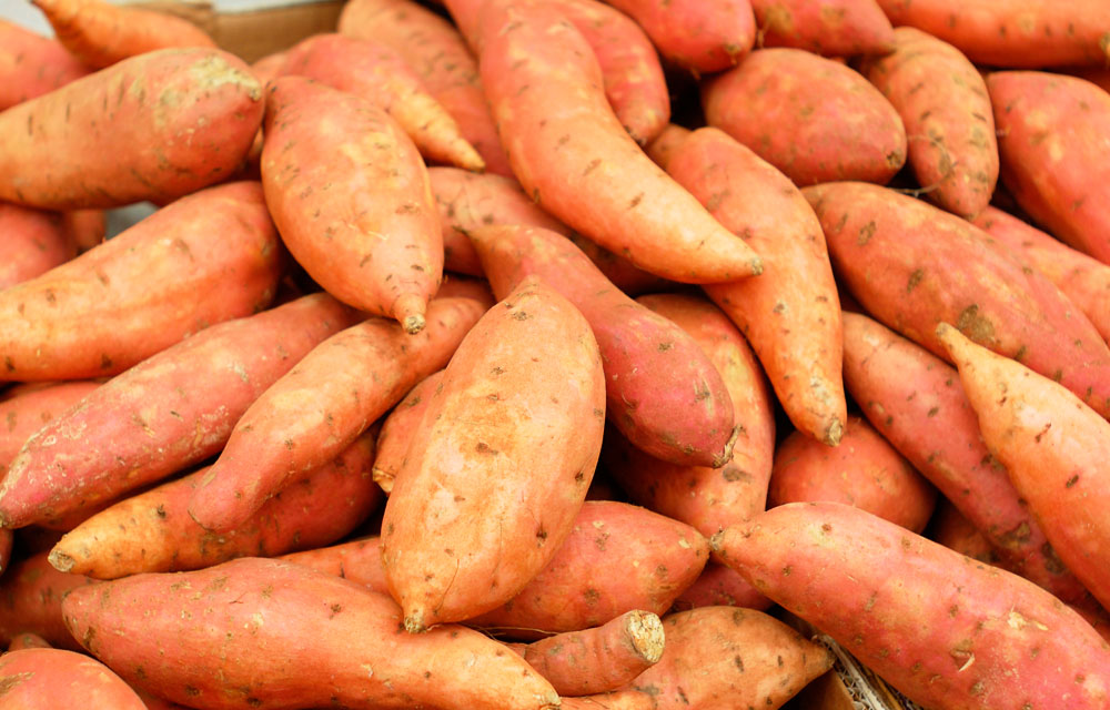 BOLSA 12K Batata Boniato