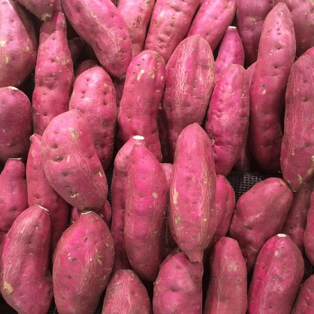 BOLSA 12K Batata Arapey