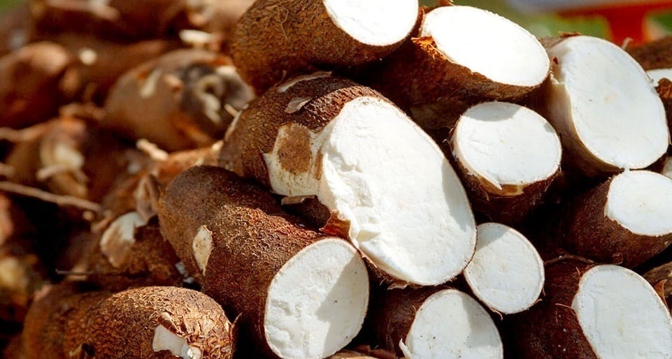 BOLSA Mandioca Fresca agroecologica 1OK