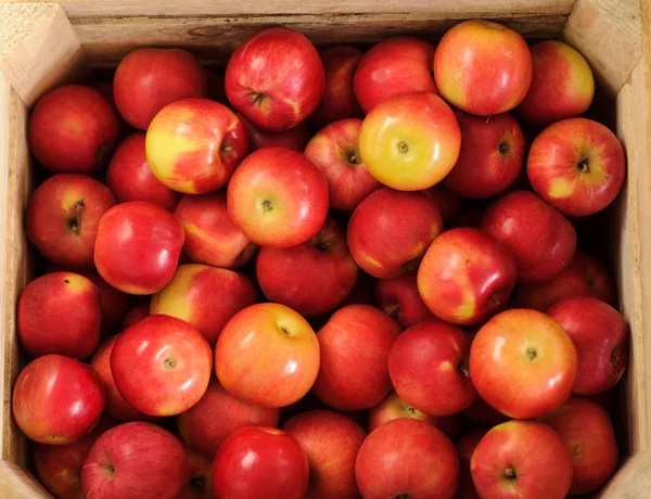 CAJON de Manzana Roja  Agroecologica18K (bruto)