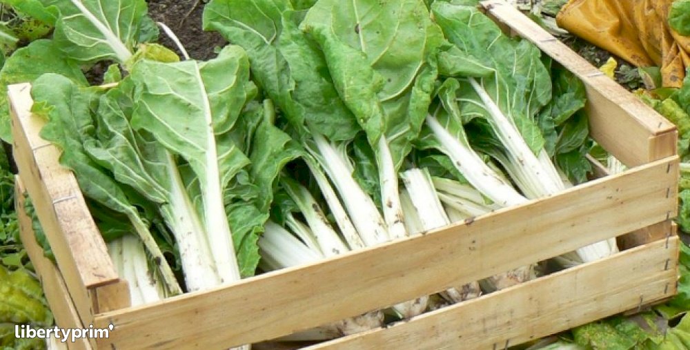 CAJON 6 atados Acelga agroecologica