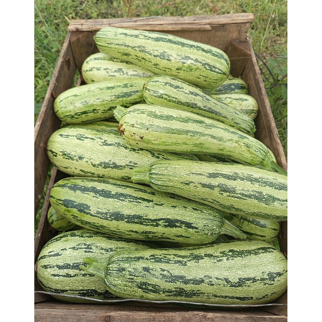 CAJON de Zucchini 15K