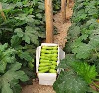 CAJON de Zucchini agroecologico 15K (bruto)