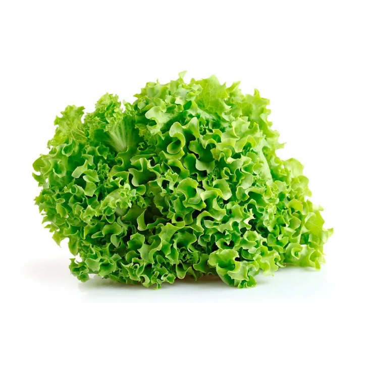 Lechuga CRESPA agroecologica