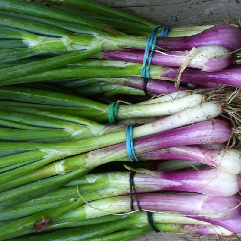 CAJON Cebolla de Verdeo agroecologica - 12 unidad aprox 300g