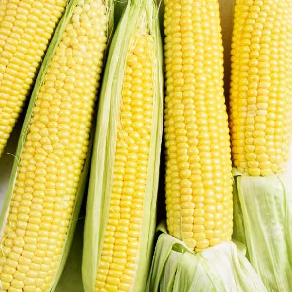 BULTO 5 unidades Choclo Agroecologico