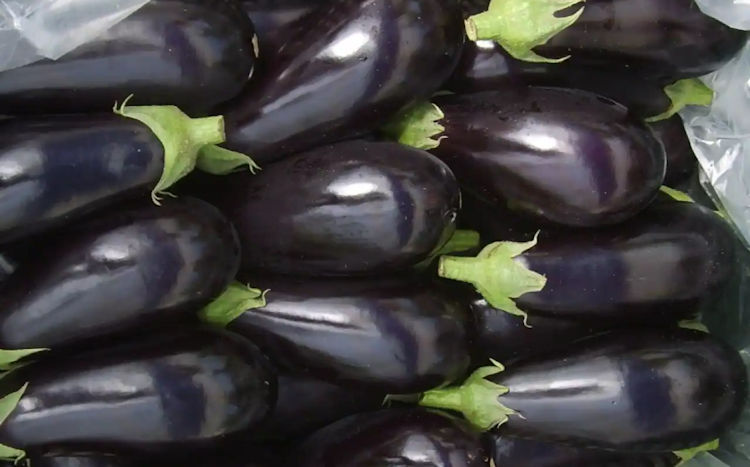 CAJON Berenjena agroecologica 9K