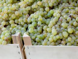 CAJON de Uva blanca en transicion 9K (bruto)