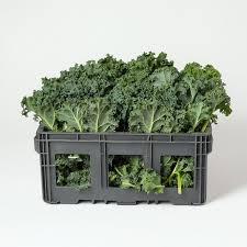 CAJON Kale agroecológico 8u aprox (300g c/u)