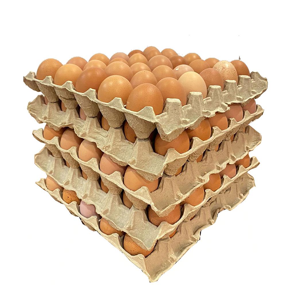 PACK 10u Maple de Huevos COLOR