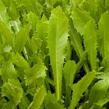 1/2 CAJON 10 atados Radicheta agroecologica