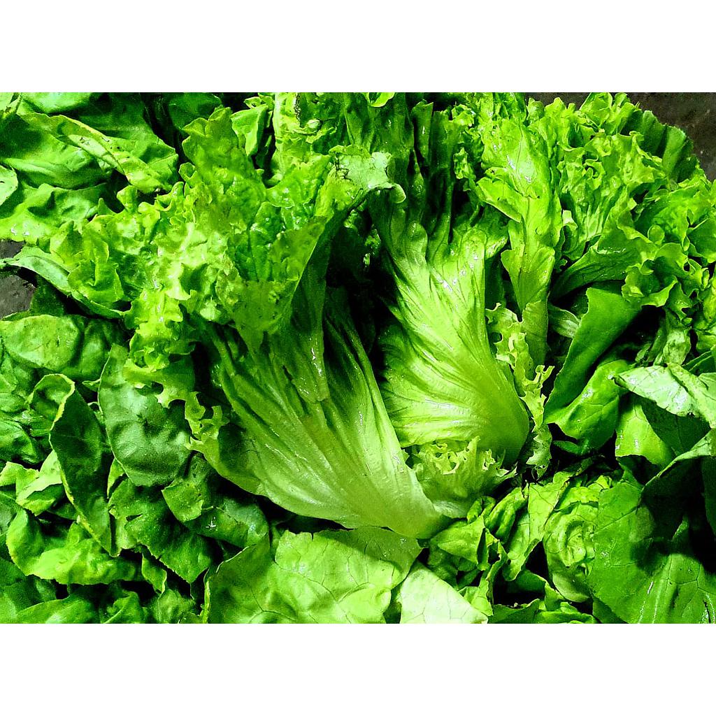 1/2 CAJON Lechuga Crespa agroecologica 6 plantas aprox (300g c/u)