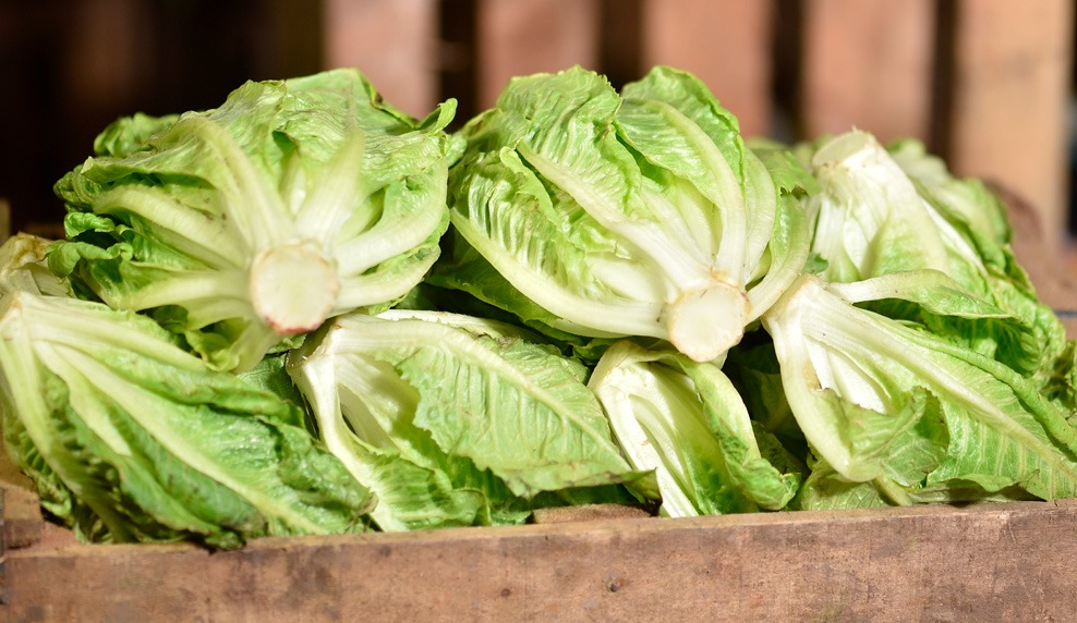 1/2 CAJON Lechuga Criolla agroecologica 6 plantas aprox (300g c/u)