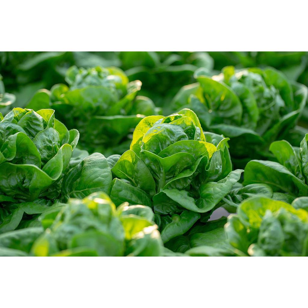 1/2 CAJON Lechuga Mantecosa agroecologica 6 plantas aprox (300g c/u)