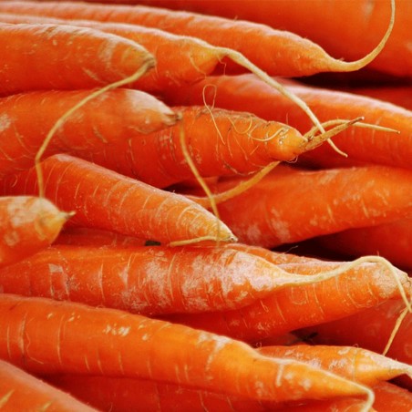 BOLSA de Zanahoria agroecologica 20K (bruto)