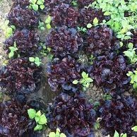 1/2 CAJON 6 plantas  Lechuga MORADA agroecologica