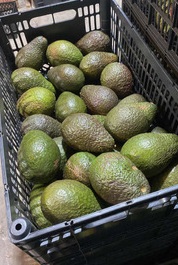 BOLSA de Palta agroecologica SILVESTRE 5K (bruto)