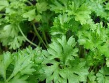 BULTO 5 Atados Perejil agroecologico (aprox 200g c/u)