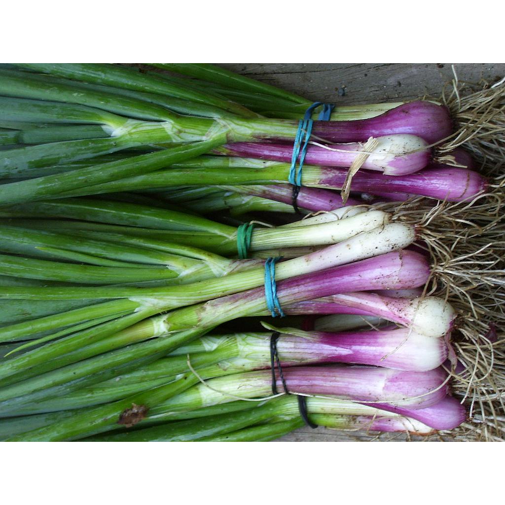 1/2 CAJON 6 ATADOS Cebolla de Verdeo agroecologica (aprox 300g c/u)