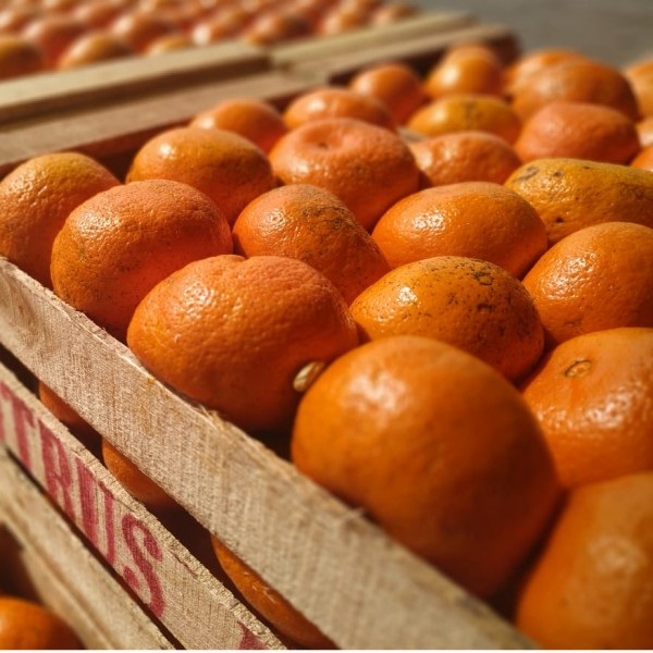 BULTO 5K Mandarina Murcott agroecologica