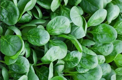 BULTO 5 ATADOS Espinaca agroecologica (aprox 300g c/u)