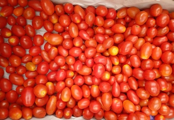 CAJON Tomate Cherry  CHERRY agroecologico 5K