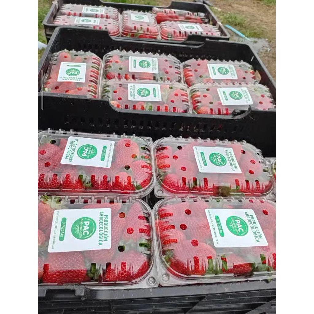 PACK 10 bandeja 500g Frutillas agroecologicas