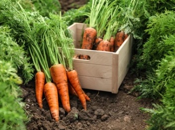 CAJON 5u Zanahoria Agroecológica por atado