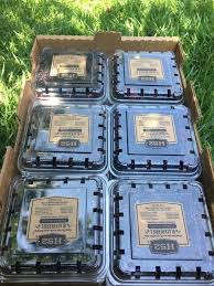 BULTO 5 cajas 125gr Zarzamora Clamshell agroecologica