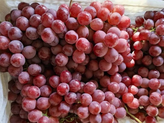 CAJON Uva negra agroecologica 13K