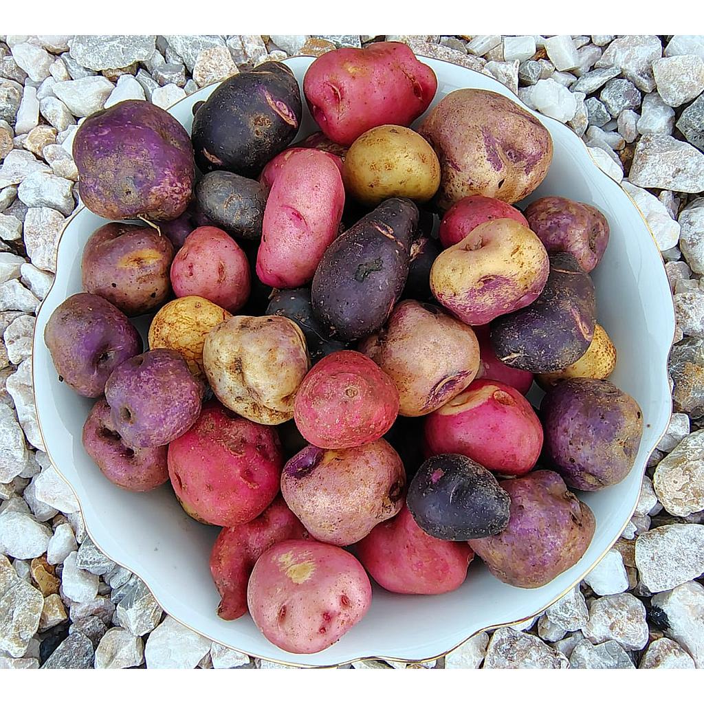 BULTO Mix Papines Andinos agroecologico 1K