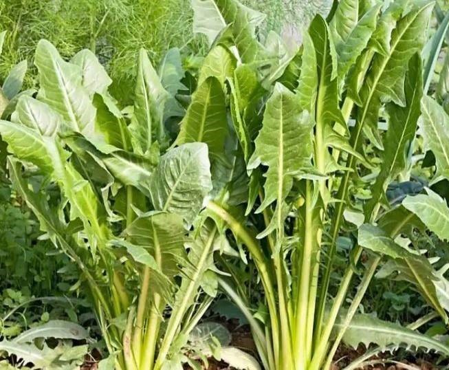 1/2 CAJON Achicoria agroecologica 6 atados