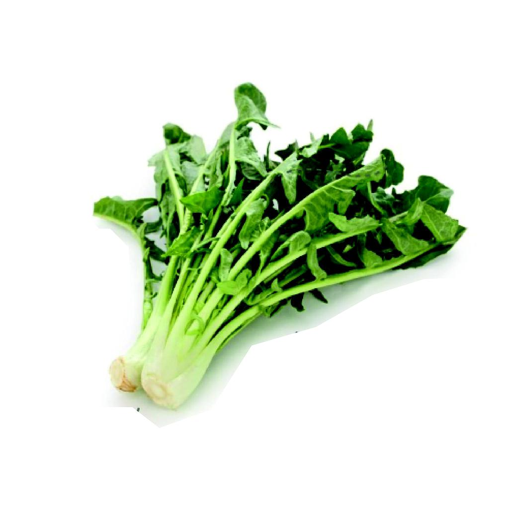 Achicoria agroecologica atado