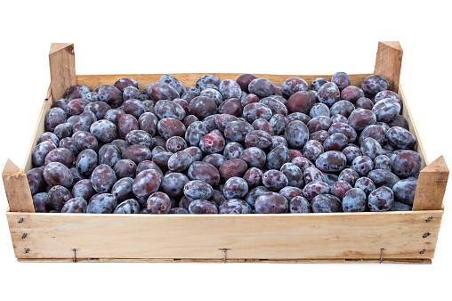 Ciruela Larry Ann Agroecologica Basile 15K